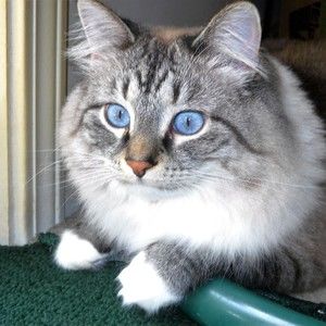 Meet your Posher, Diane